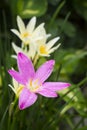 Pink zephyranthes flowers,rain lily close up Royalty Free Stock Photo