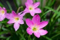 Pink zephyranthes flowers. Rain Lily Royalty Free Stock Photo