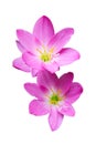 Pink zephyranthes flowers. Rain Lily