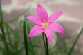 Pink Zephyranthes grandiflora on blur background