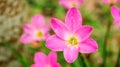 Pink Zephyranthes Lily flower in a garden