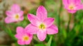 Pink Zephyranthes Lily flower in a garden