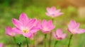 Pink Zephyranthes Lily flower in a garden