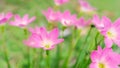 Pink Zephyranthes Lily flower in a garden