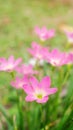 Pink Zephyranthes Lily flower in a garden