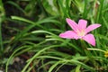 Pink zephyranthes lily flower in the garden