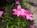 Zephyranthes minuta,lotus