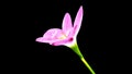 Pink Zephyranthes minuta flower plant