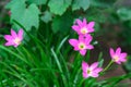 Pink Zephyranthes rosea in full bloom in the front garden.