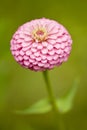 Pink Zinnia Royalty Free Stock Photo