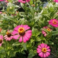 Pink Zinnia asterales