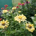 Yellow Zinnia asterales