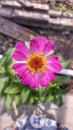 Pink Zinnia for backgrounds and creative design.