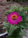 Pink Zinnia for backgrounds and creative design.