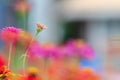 Pink zinnia is in bloom, Zinnia is a flower that comes in many colors There are layers of petals. It is beautiful. It is planted o