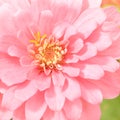 Pink Zinnia Blooming