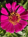 Pink zinnia blossoming leaf green Royalty Free Stock Photo