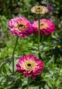 pink zinnia blossoms save the bees pesticide free environmental protection concept