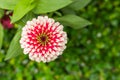 Pink Zinnia Bright colors attract insects.