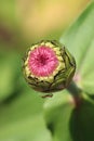 Hot pink zinnia bud with ant Royalty Free Stock Photo