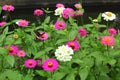 Pink zinnia with butterfly