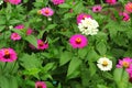 Pink zinnia with butterfly