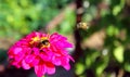 Pink zinnia with two bees, one bee in flight Royalty Free Stock Photo