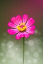 Pink Zinnia Flower Royalty Free Stock Photo