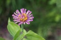 Pink zinnia flower on a background of green grass in  summer garden Royalty Free Stock Photo