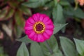 Pink zinnia flower beautiful on nature background. Royalty Free Stock Photo