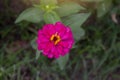 Pink zinnia flower beautiful with sunlight on nature background. Royalty Free Stock Photo