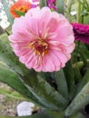 Pink zinnia flower beauty