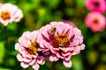 Pink Zinnia Flower with a bee  from the Royal Botanical Garden, Sydney New South Wales Australia. Royalty Free Stock Photo