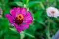 Pink Zinnia flower bloom on green leaves in the garden