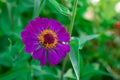 Pink Zinnia flower bloom on green leaves in the garden