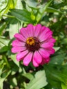 A pink zinnia flower is blooming in the middle of the green leaves Royalty Free Stock Photo