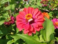 The pink zinnia flower Royalty Free Stock Photo