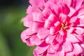 Pink Zinnia Flower. Royalty Free Stock Photo