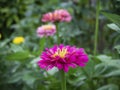 Pink zinnia flower close-up on a green blurred background, there is room for text Royalty Free Stock Photo