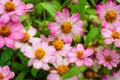 Pink zinnia flower