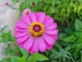 Pink Zinnia flower with dew in the garden. Nature background Royalty Free Stock Photo