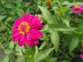 Pink Zinnia flower