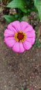 Pink Zinnia Elegans specie flower Royalty Free Stock Photo