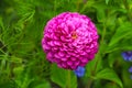 Pink zinnia flower in garden