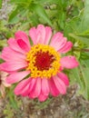 Pink zinnia flower