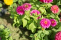 Pink Zinnia flower in garden