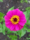 Pink zinnia flower in the garden Royalty Free Stock Photo