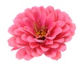 Pink zinnia