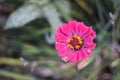 Pink zinnia flower 3164 Royalty Free Stock Photo