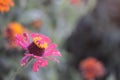 Pink zinnia flower 3160 Royalty Free Stock Photo